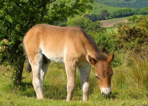 Exmoor Pony