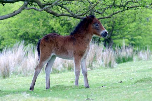 Exmoor Pony