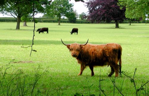 Highland Cow
