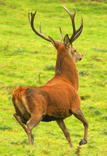 Red Stag