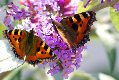 Butterflies