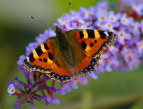 Butterflies on Blossom