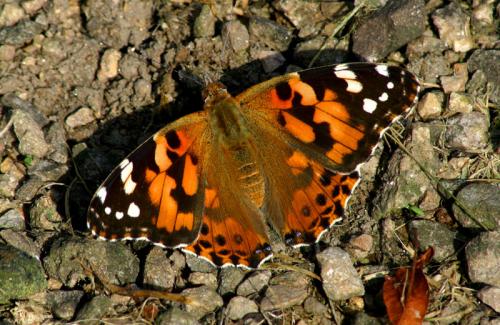 Butterfly