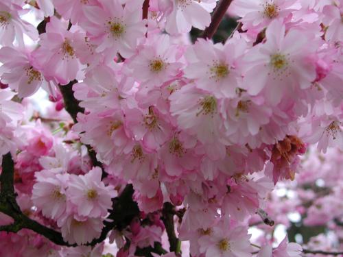 Cherry Blossom