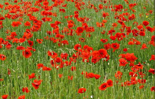 Poppies