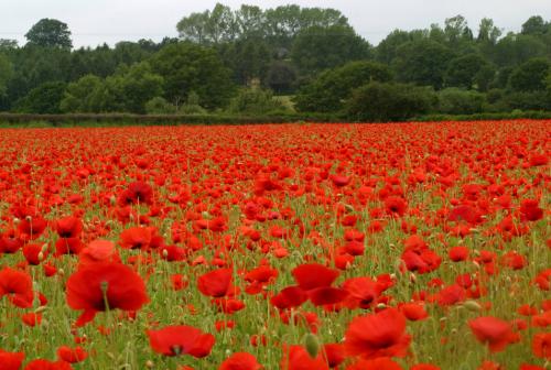 Poppy Fields