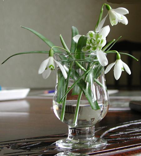 Snowdrops