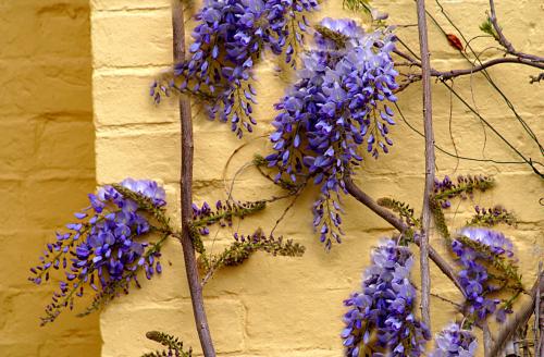 Wysteria