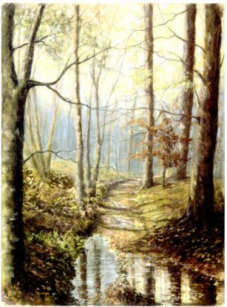 Woodland Path After The Rain