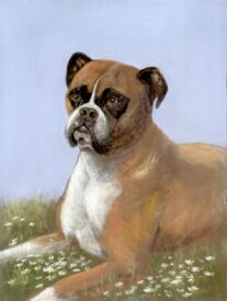 Boxer Dog