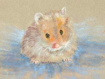 Bright eyes (Long-haired Hamster)
