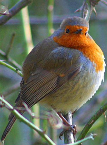 Plump Robin