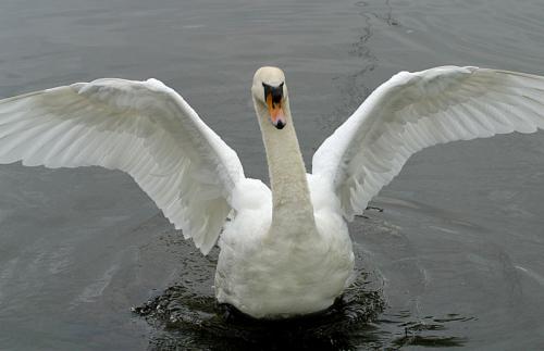 Swan