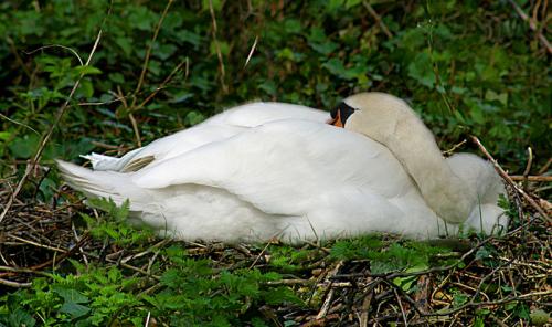 Sleeping Swan