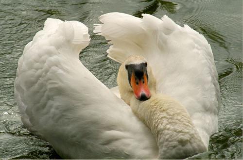 Swan
