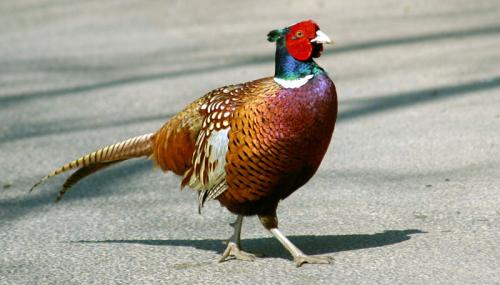 Pheasant