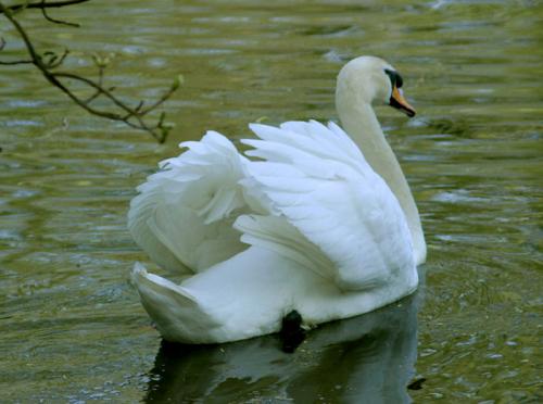 Swan