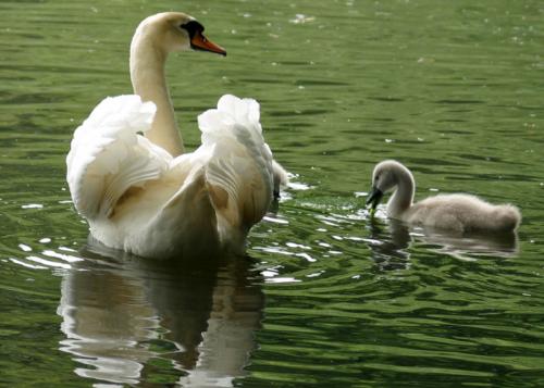 Swan and Signet