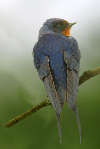 Swallow