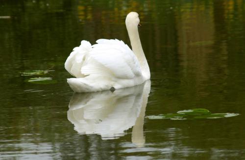 Swan