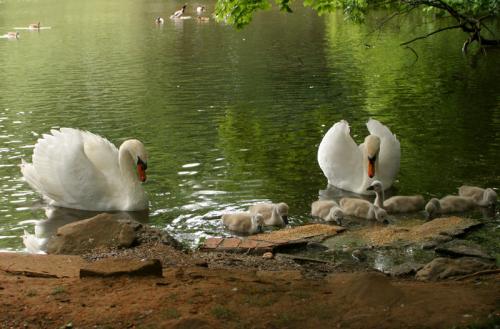 Swans and Signets