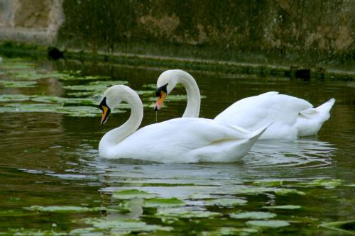Swans