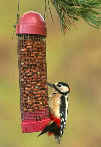 Woodpecker