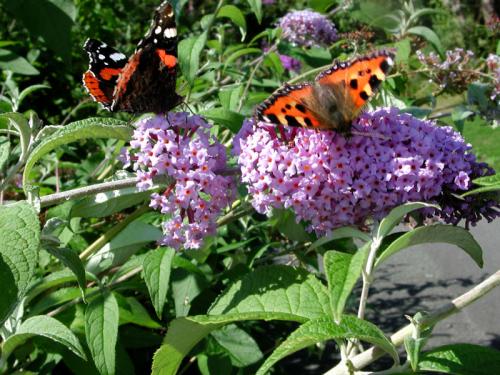 Butterflies on Budlea