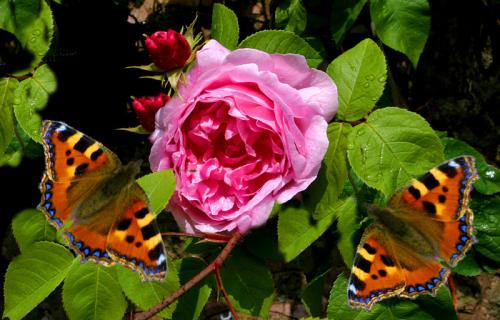 Butterflies on Roses
