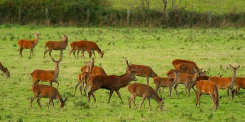 Red Deer and Stag