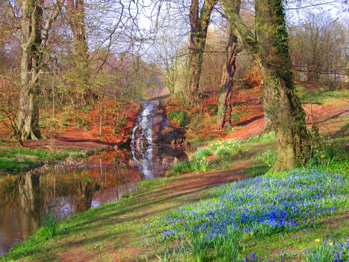 Scillae at Himley Park