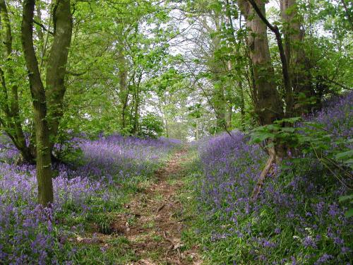 Worfield Bluebells