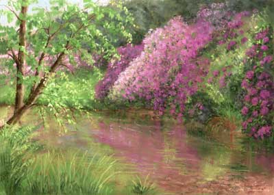 Wild Rhododendrons Beside Badgworthy Water 1