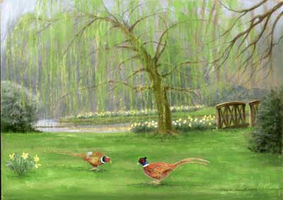 Pheasants in Spring Landscape (Claverley Shropshire)