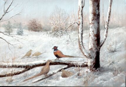 Pheasants In Winter (Claverley)