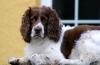 Springer Spaniel