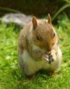 Squirrel with tasty morsel