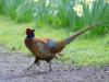 Pheasant
