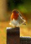 Ruffled Robin