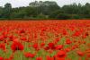 Poppy Fields