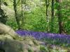 Bluebells at Worfield