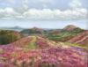Heather on the Long Mynd