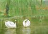 Mute Swans on Badger Lake